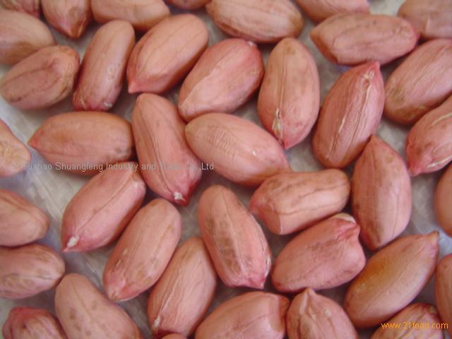 Raw peanuts, Large type , Long type peanut... Made in Korea